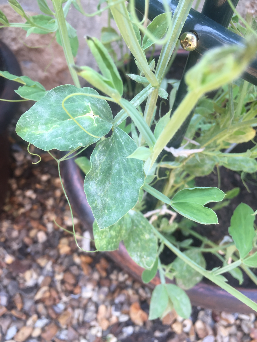 Sweet Peas not flowering Please help! — BBC Gardeners' World Magazine