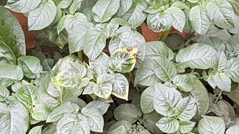Potatoes leaves — BBC Gardeners' World Magazine