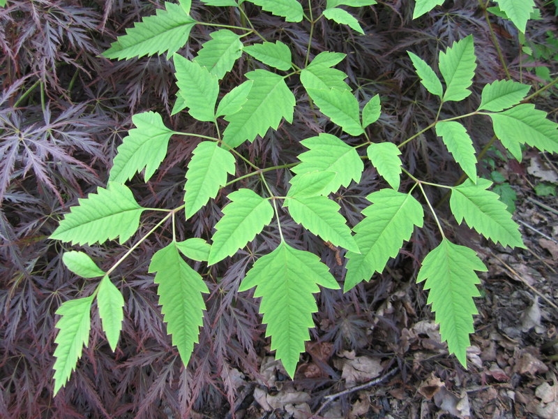 Dicentra macrantha — BBC Gardeners' World Magazine