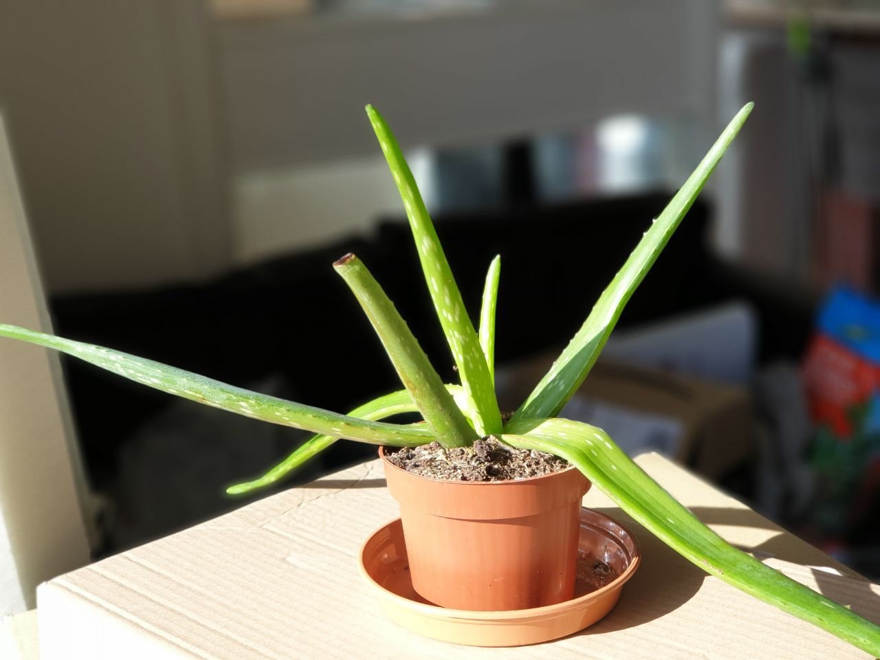 Floppy Aloe Bbc Gardeners World Magazine