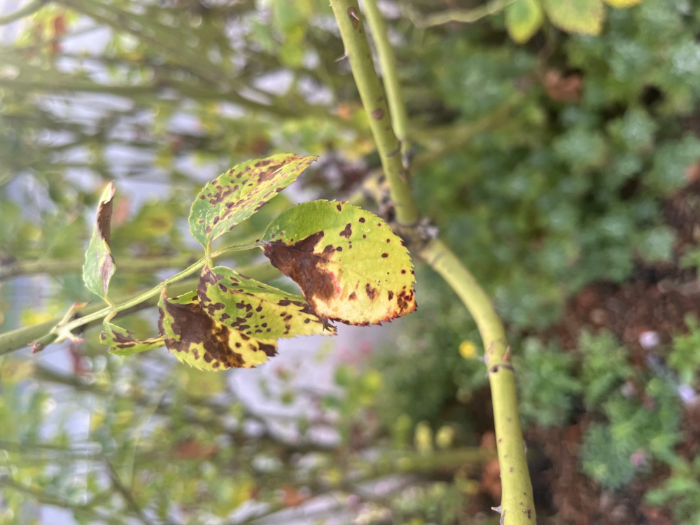 Roses issue — BBC Gardeners' World Magazine