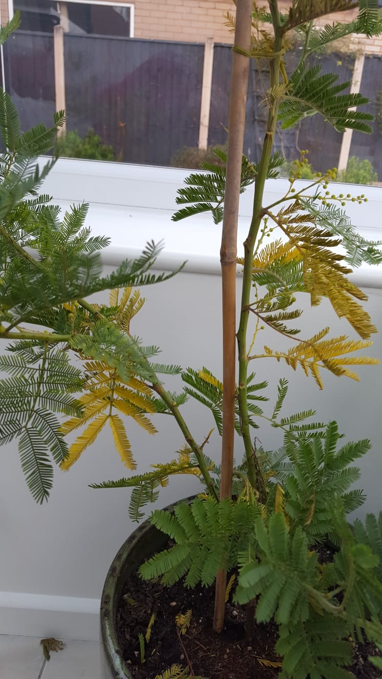 Yellow leaves on Mimosa — BBC Gardeners' World Magazine