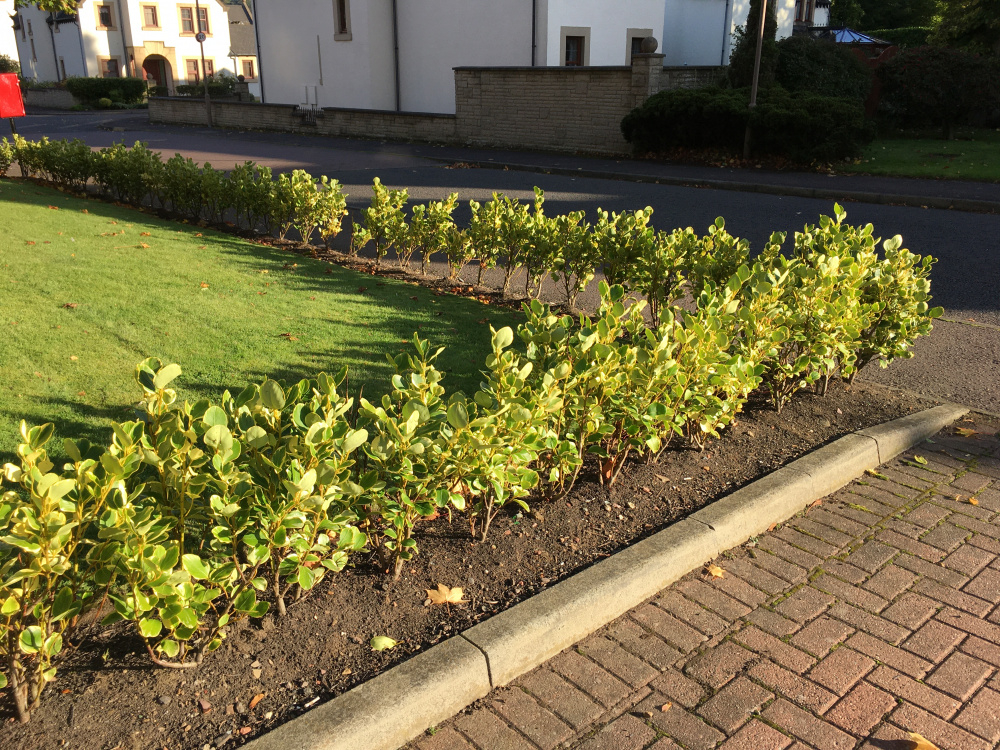 Griselinia Hedge Unhappy — BBC Gardeners' World Magazine