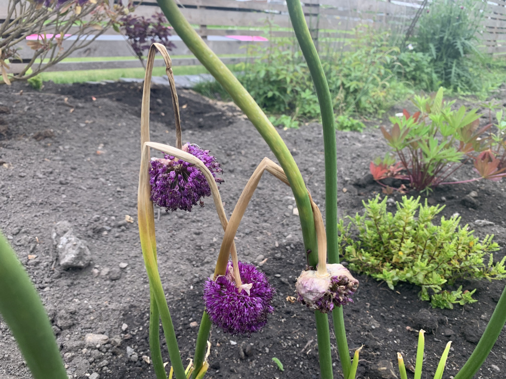 Allium stems yellowing and failing — BBC Gardeners' World Magazine