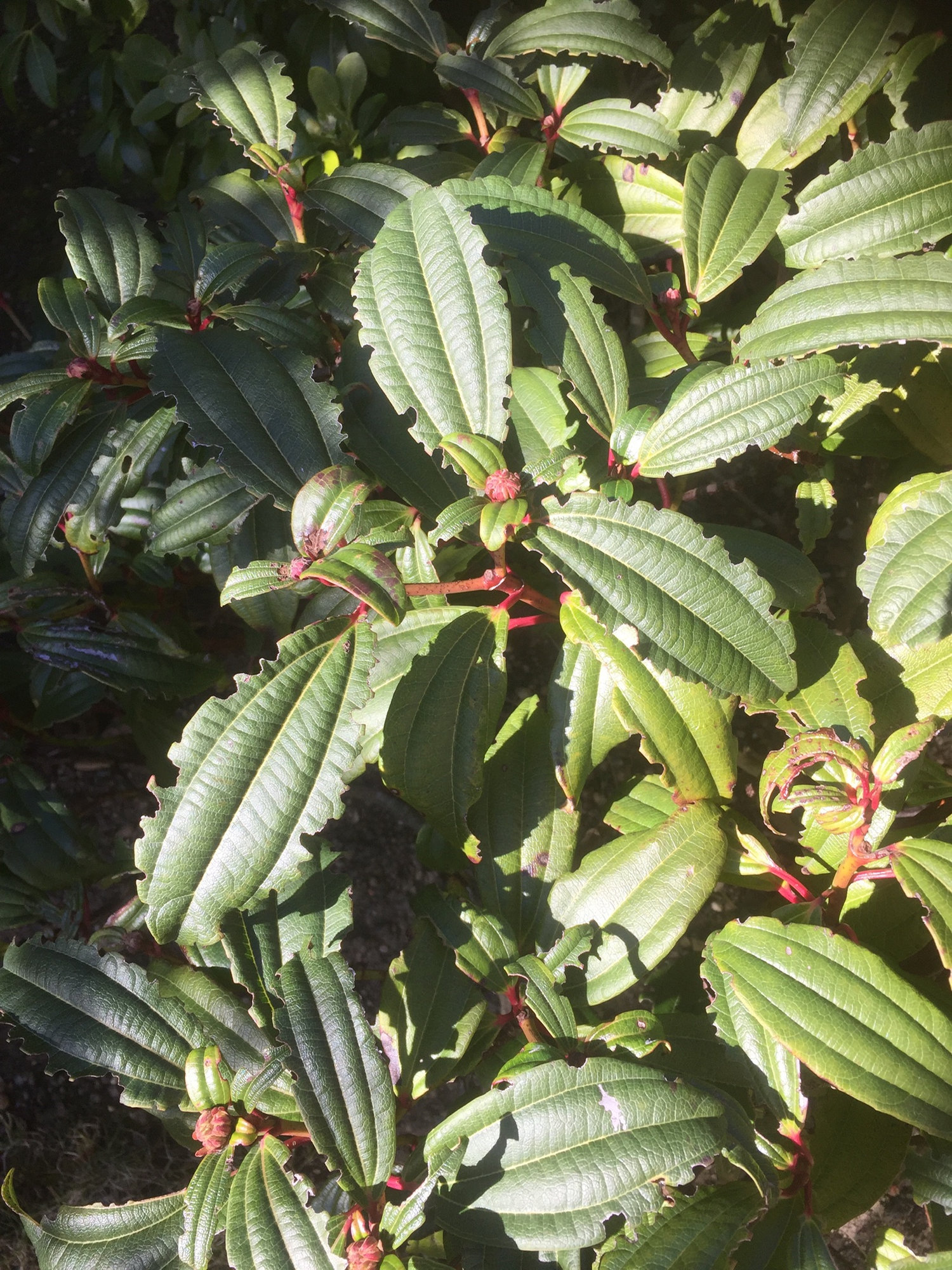 What’s eating my shrubs... — BBC Gardeners' World Magazine