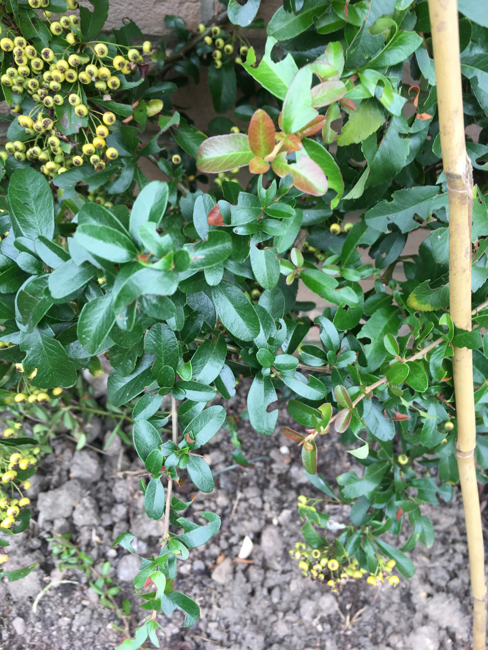 What’s eating my plants? — BBC Gardeners' World Magazine