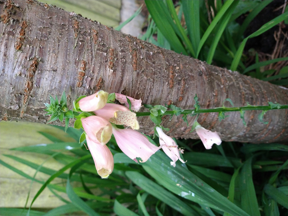 What is eating the leaves and flowers of my foxglove? — BBC Gardeners