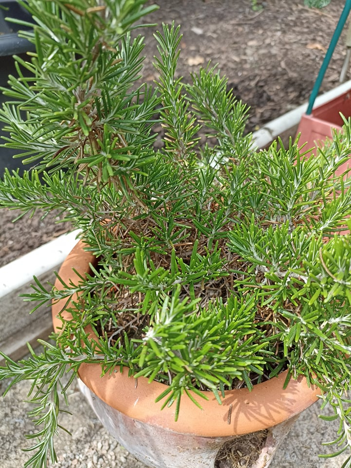 Rosemary going brown. — BBC Gardeners' World Magazine