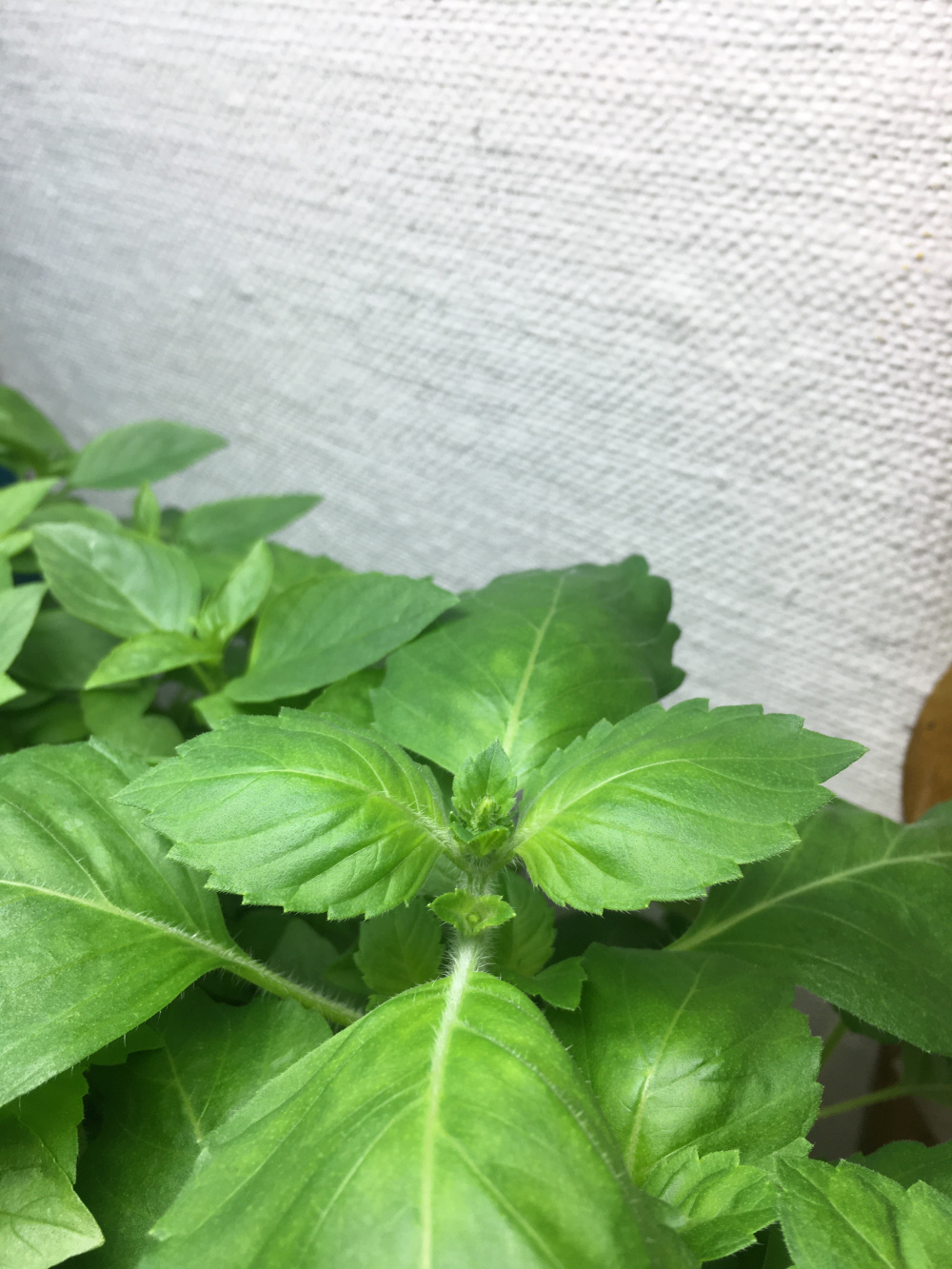 is this the start of flowering for basil? — BBC Gardeners' World Magazine
