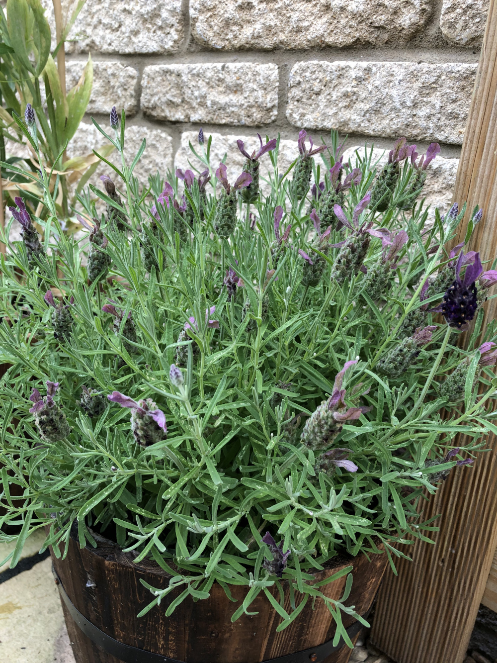 Overwatered lavender — BBC Gardeners' World Magazine