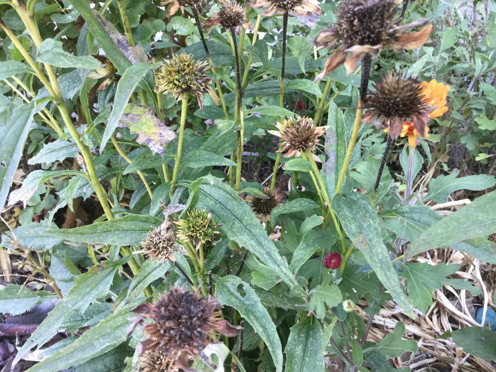 Echinacea seedlings overwinter — BBC Gardeners' World Magazine