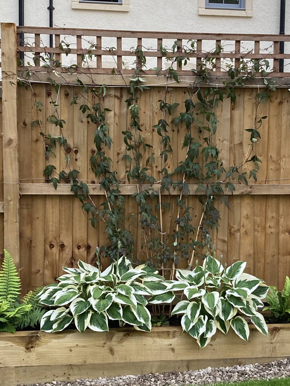 Clematis Montana drooping leaves — BBC Gardeners' World Magazine