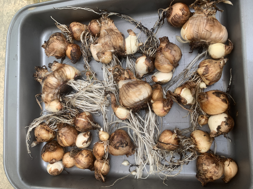 Beginners guide to bulb storage — BBC Gardeners' World Magazine