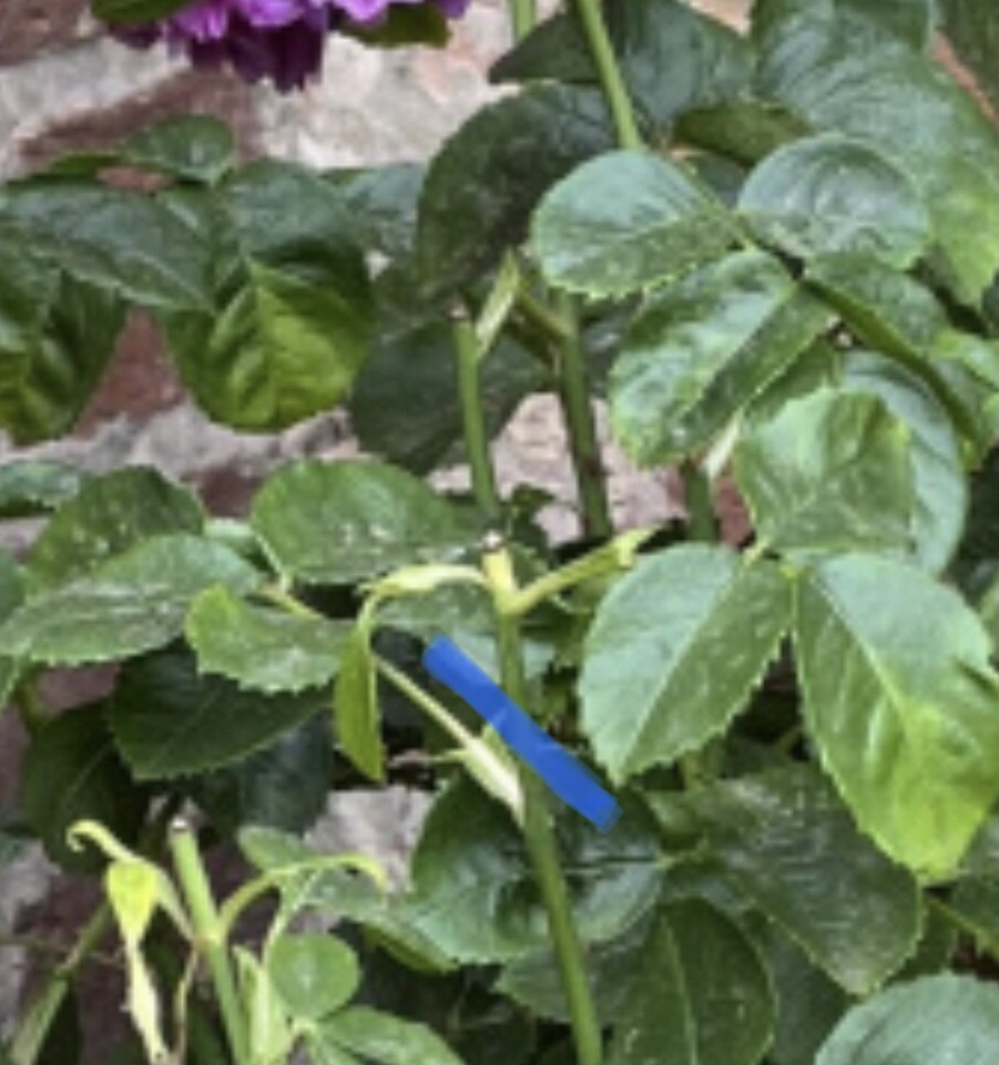 Drooping rose — BBC Gardeners' World Magazine