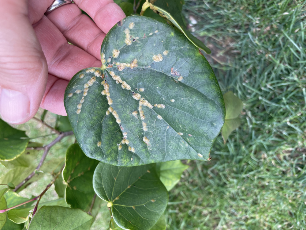 Eggs/bugs on cherry tree — BBC Gardeners' World Magazine