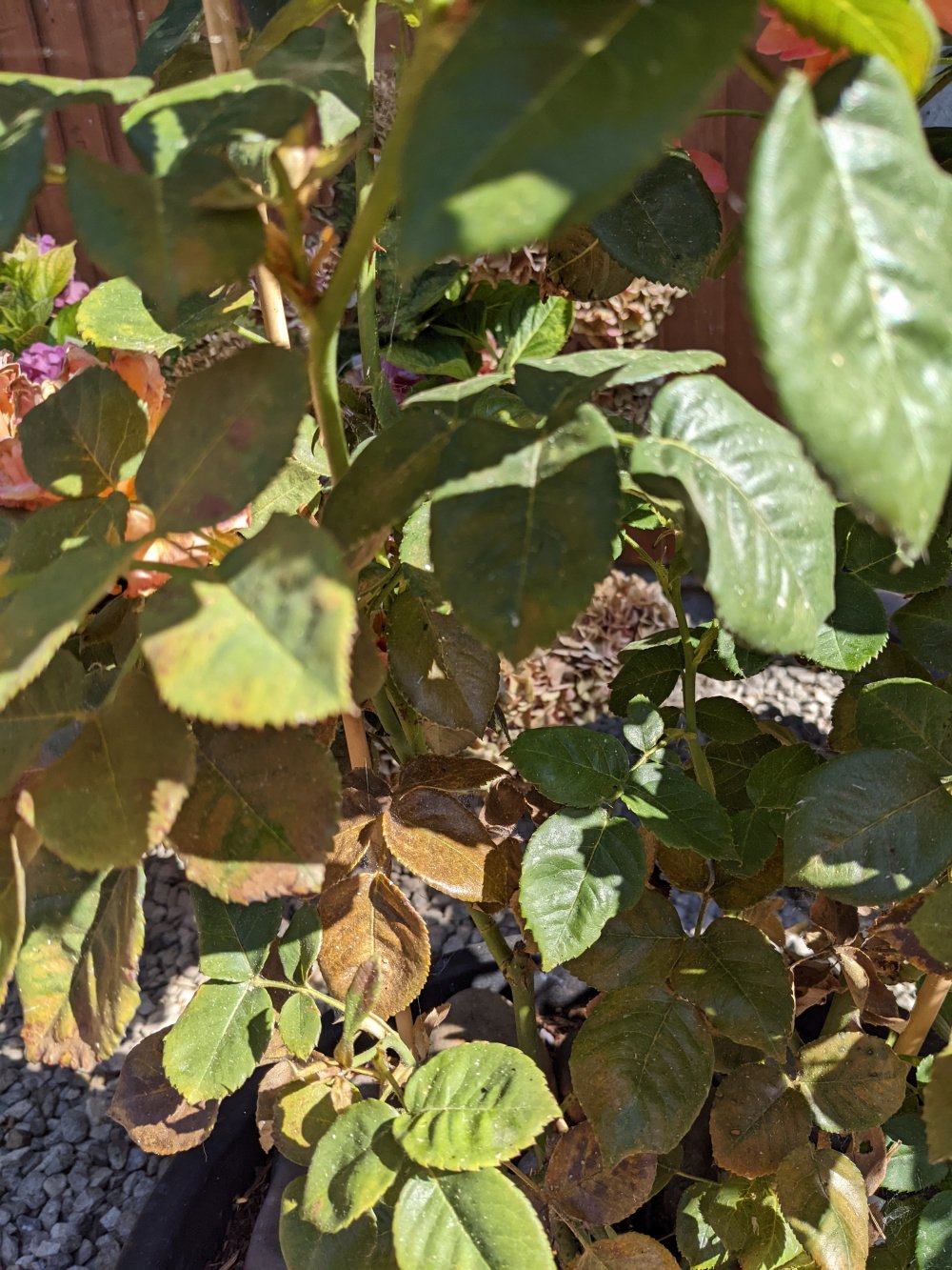 Problems on my roses.. — BBC Gardeners' World Magazine