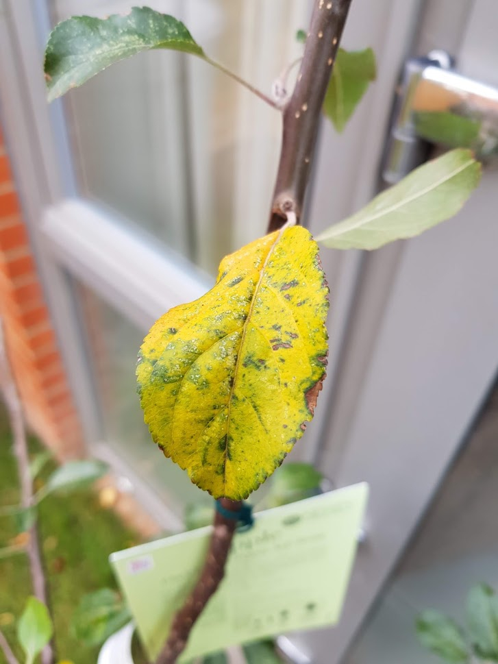 Apple tree leaf problems — BBC Gardeners' World Magazine