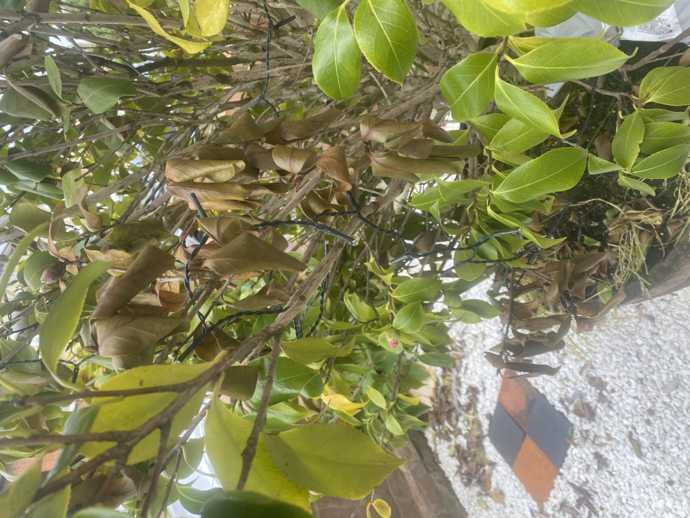 Camellia tree dying? — BBC Gardeners' World Magazine