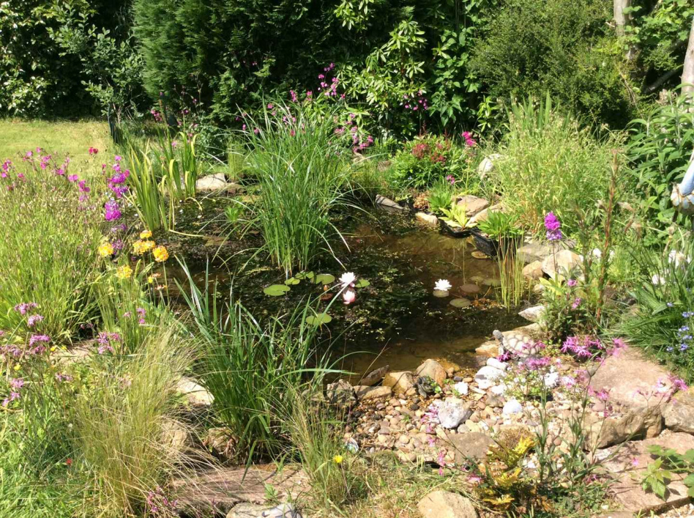 Wildlife Pond Page 2 — BBC Gardeners' World Magazine