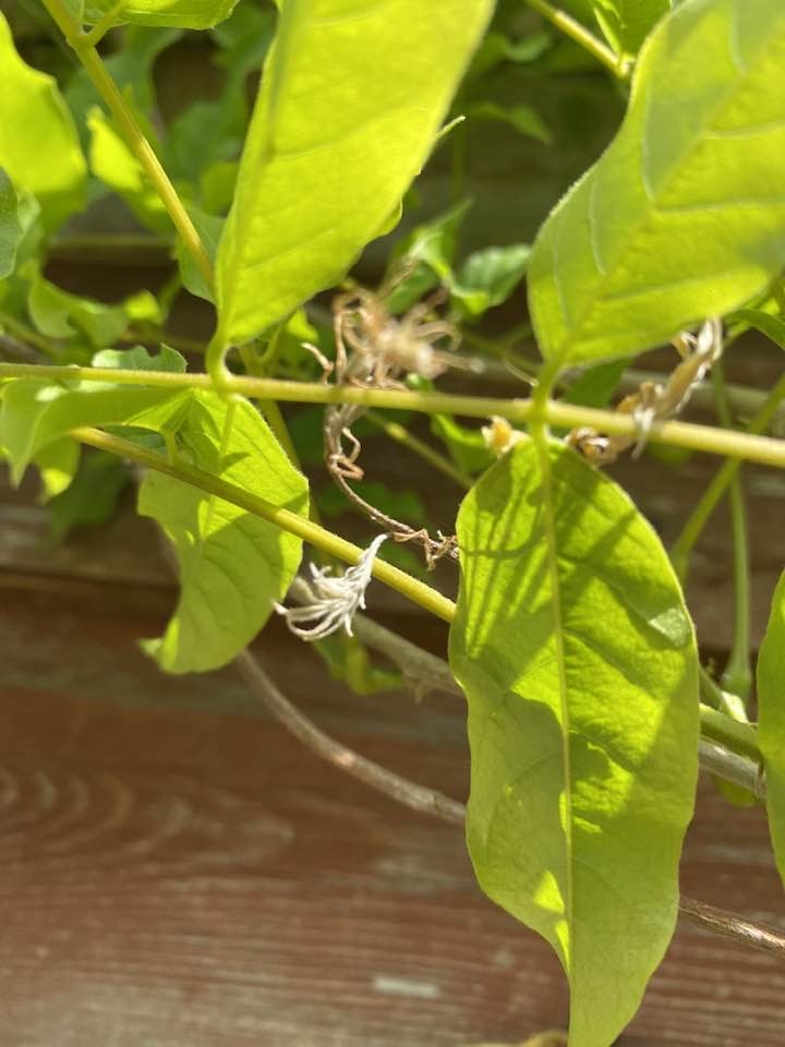 Wisteria buds drying up and falling off......? — BBC Gardeners' World