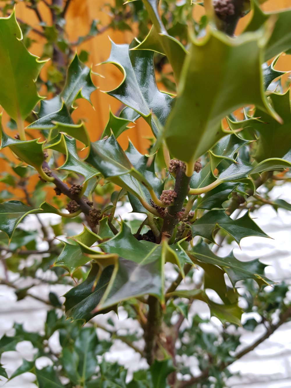 Holly dropping leaves — BBC Gardeners' World Magazine