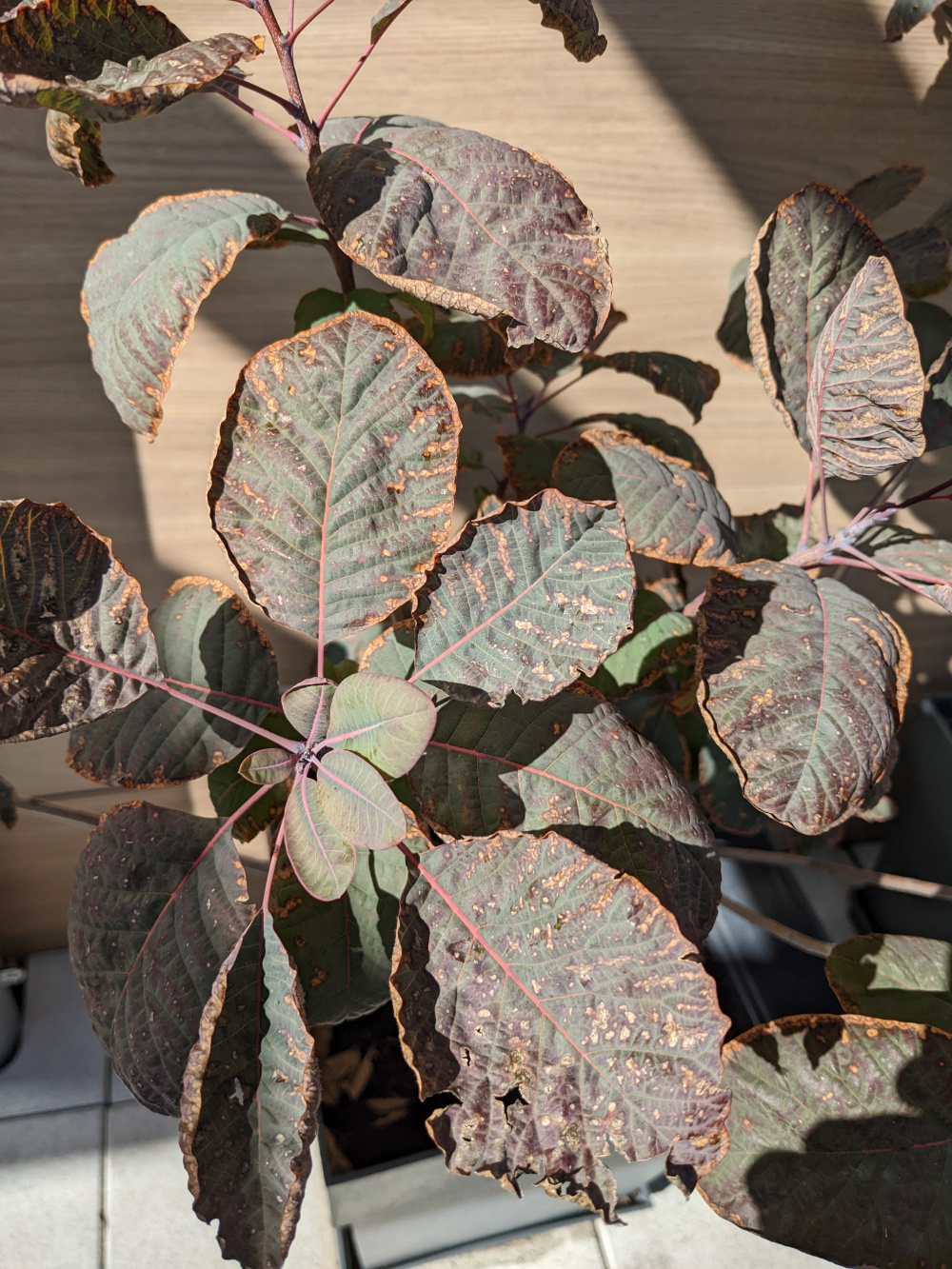 Smoke Bush Leaves crisping up and turning brown around the edges