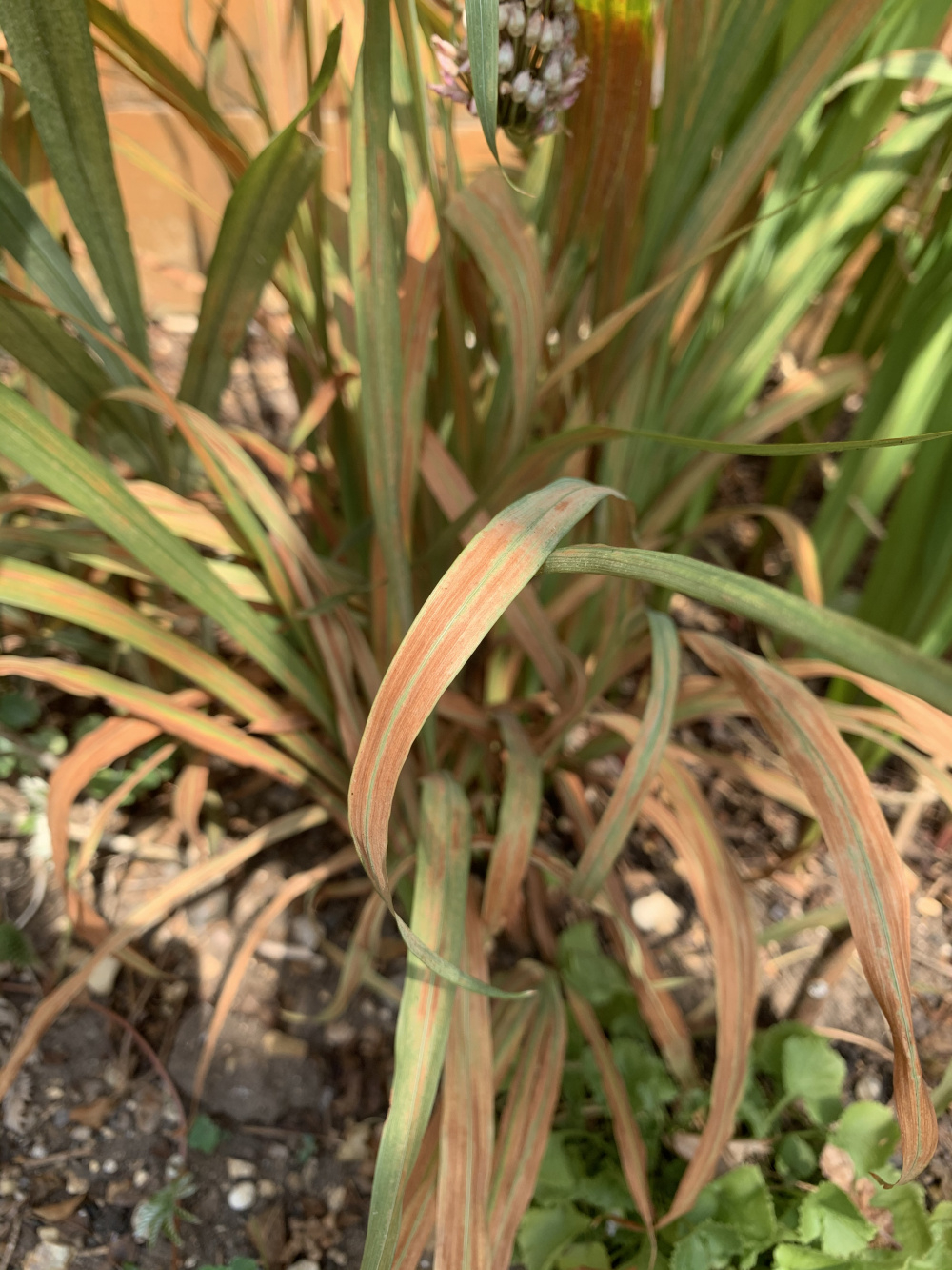 Rust coloured leaves on crocosmeia — BBC Gardeners' World Magazine