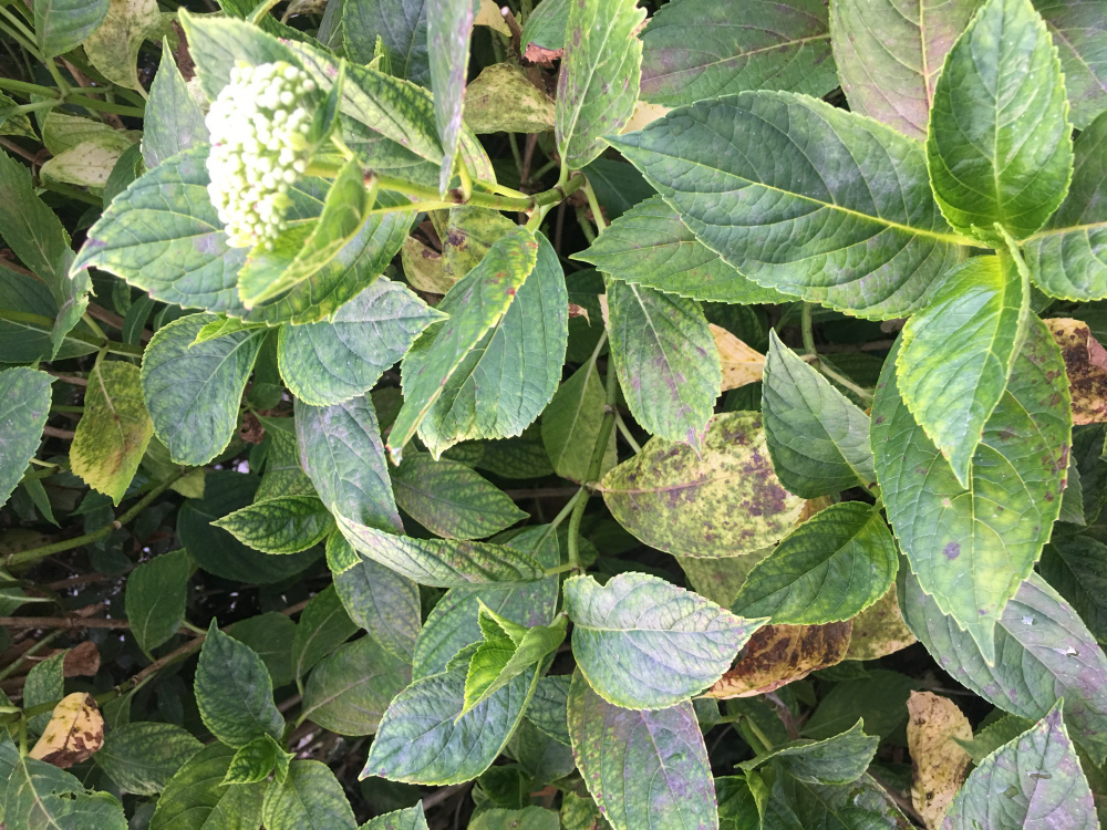Hydrangeas losing their leaves — BBC Gardeners' World Magazine