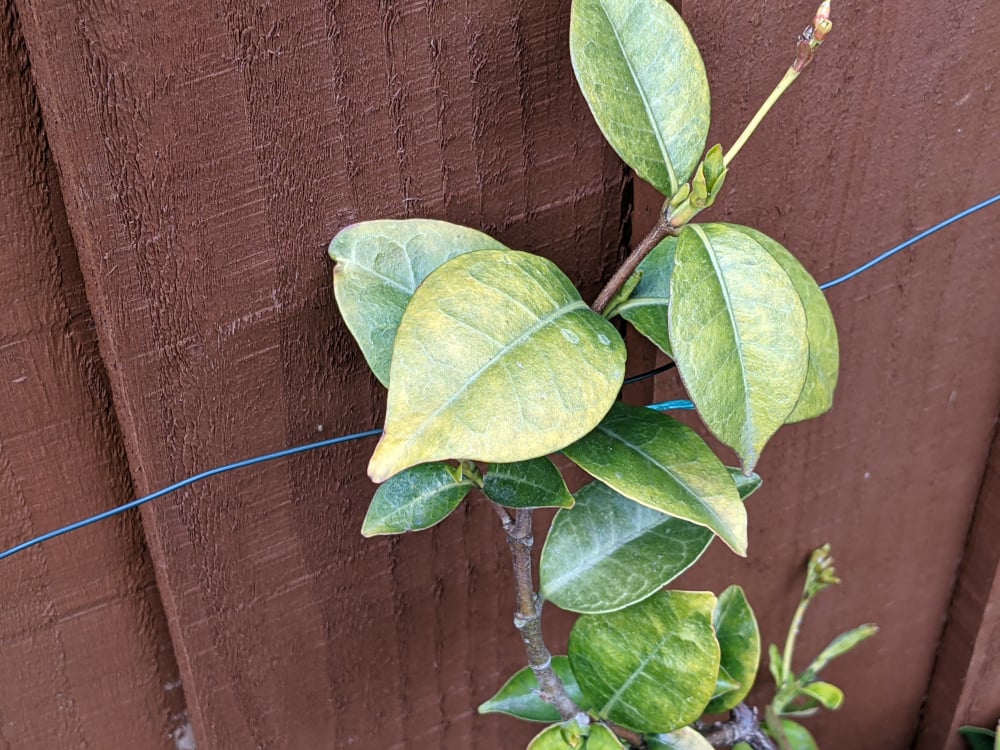 Why Is My Star Jasmine Losing Leaves at Wayne Stewart blog