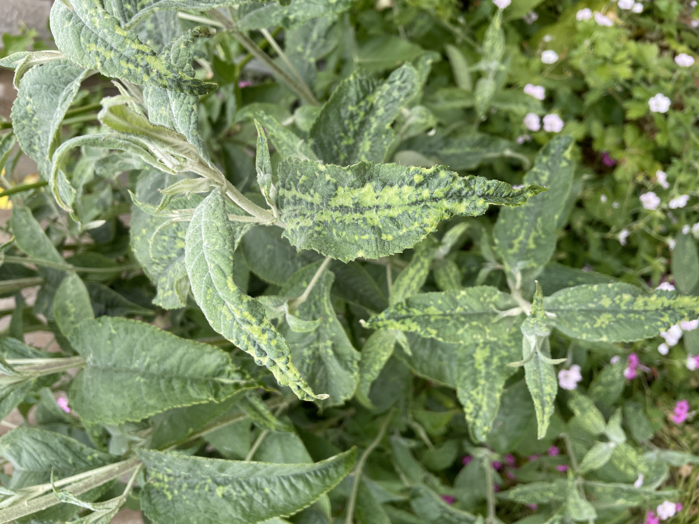 Buddleia disease — BBC Gardeners' World Magazine