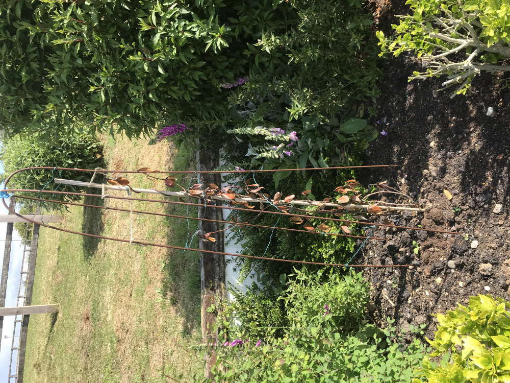 Trachelospermum jasminoides (Star Jasmine) looks dead — BBC Gardeners