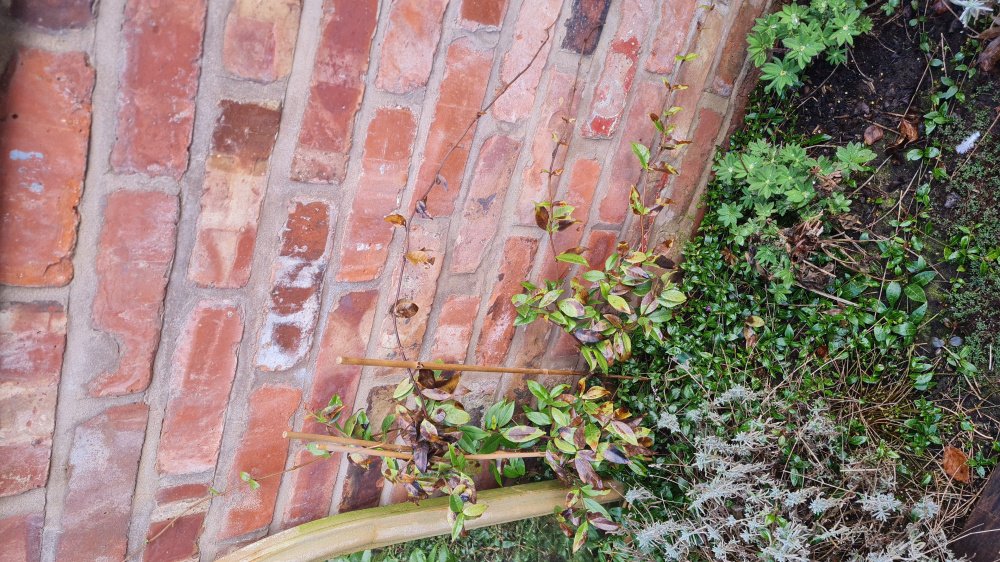 What is wrong with my star jasmine? — BBC Gardeners' World Magazine