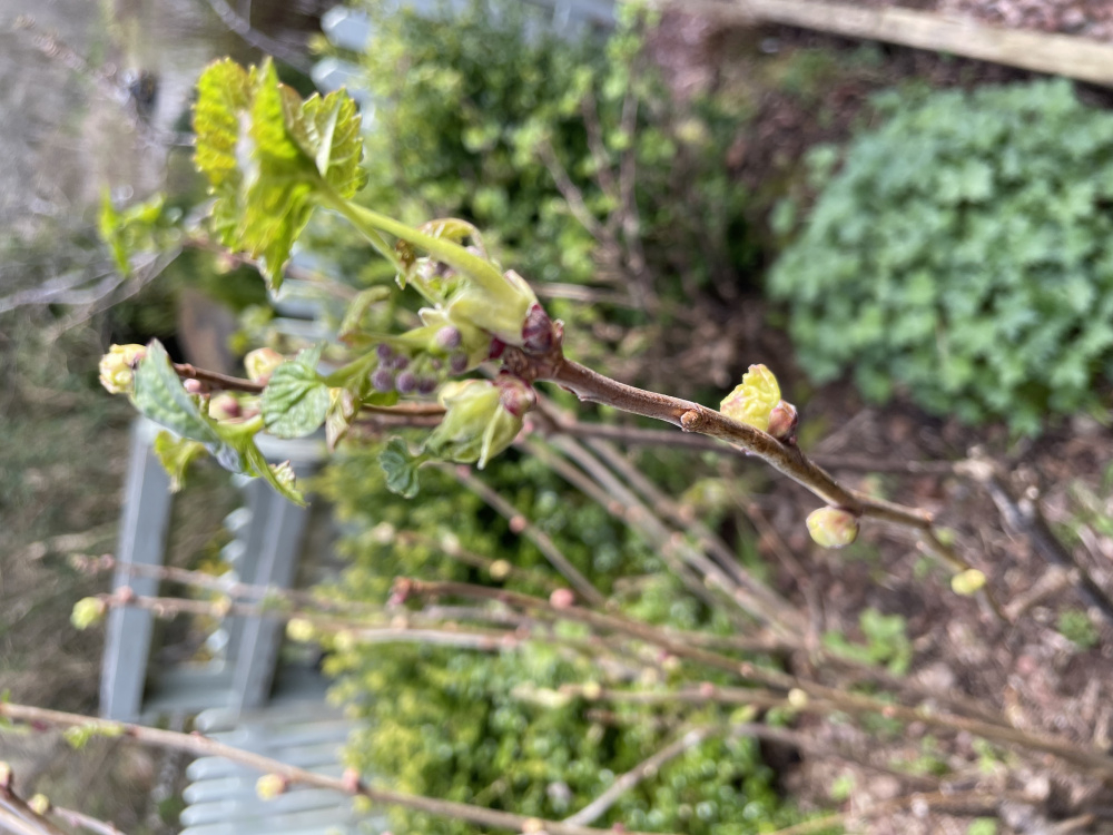 blackcurrant-bush-problem-bbc-gardeners-world-magazine