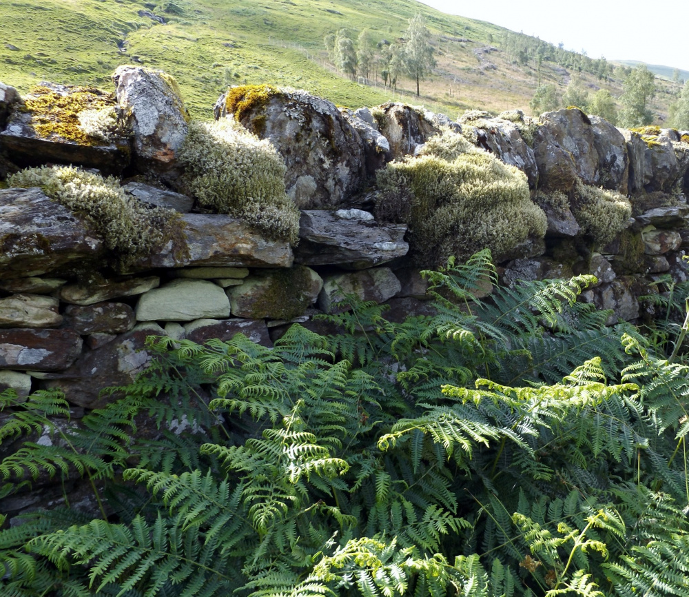 Plant ideas for dry stone walls Page 2 — BBC Gardeners' World Magazine