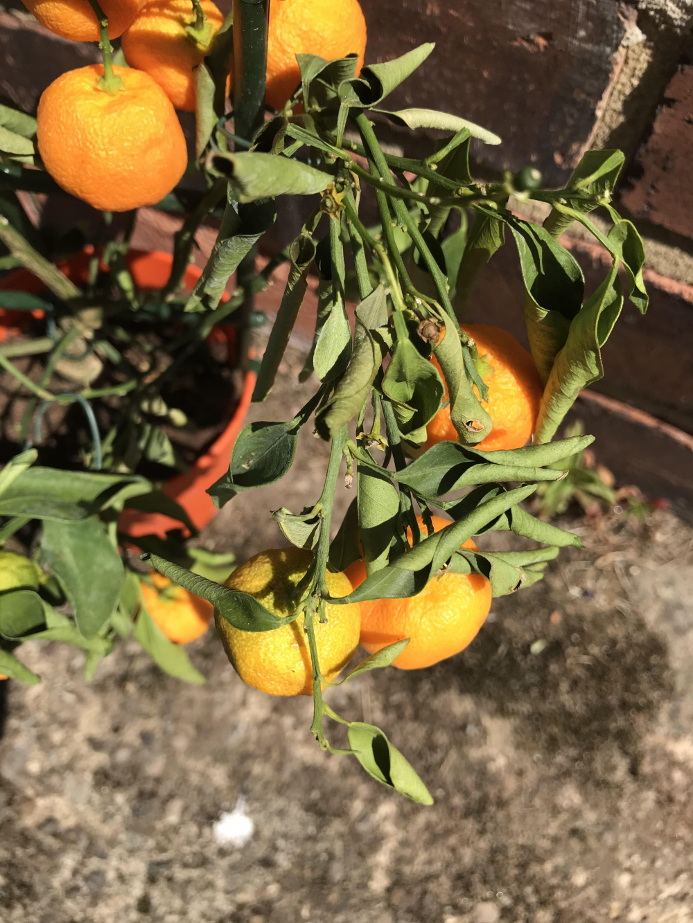 Help! Dwarf Orange Tree in Dire Trouble. — BBC Gardeners' World Magazine