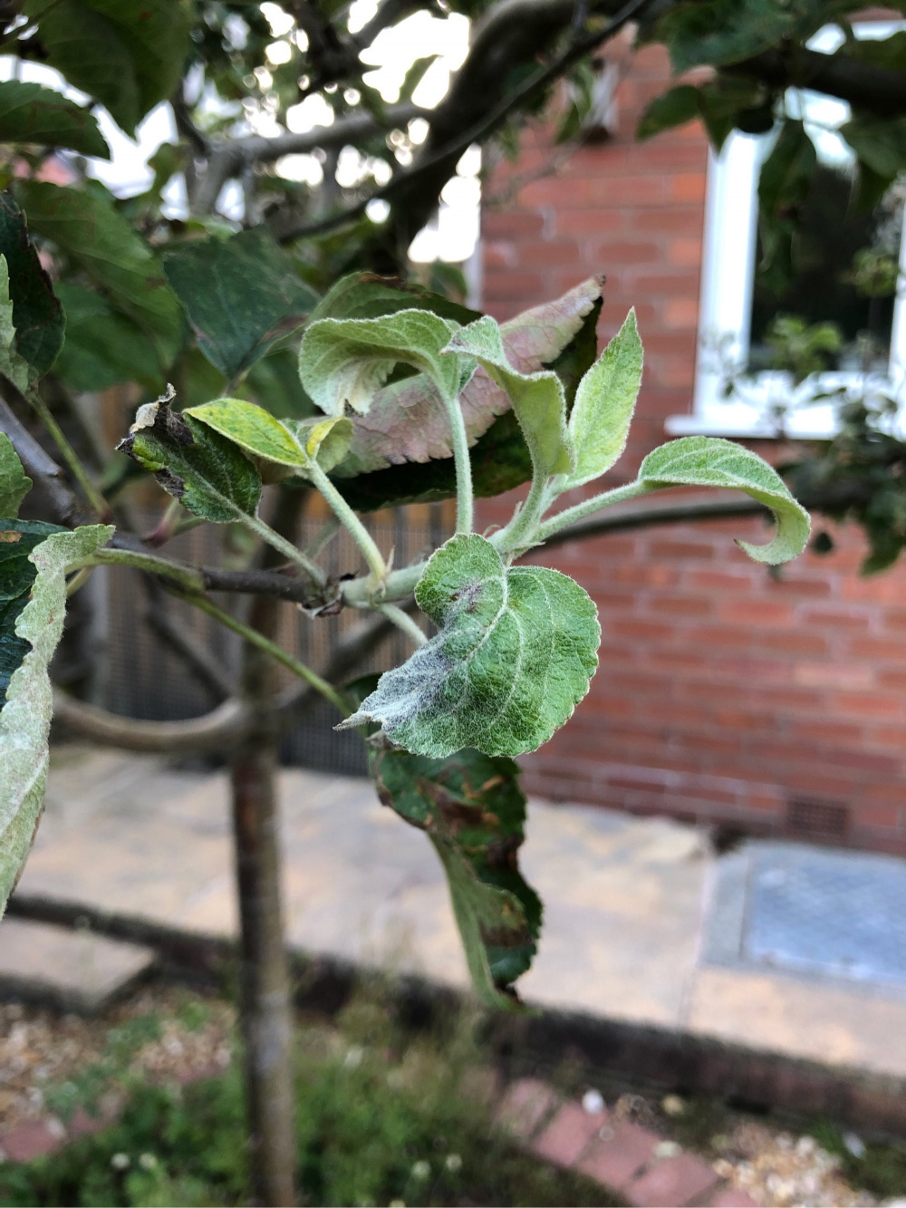 Help! What’s wrong with my Apple tree? — BBC Gardeners' World Magazine