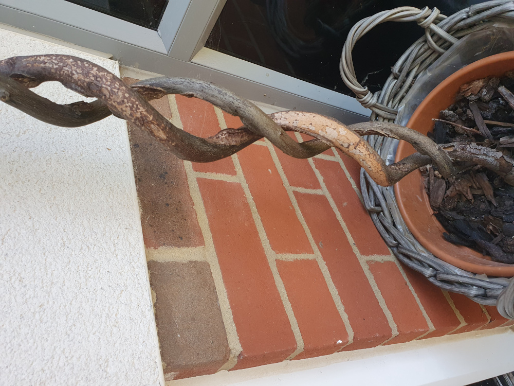 Bay Tree Dead or Alive? — BBC Gardeners' World Magazine