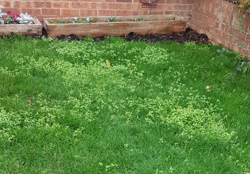 Lots of Chickweed in lawn — BBC Gardeners' World Magazine