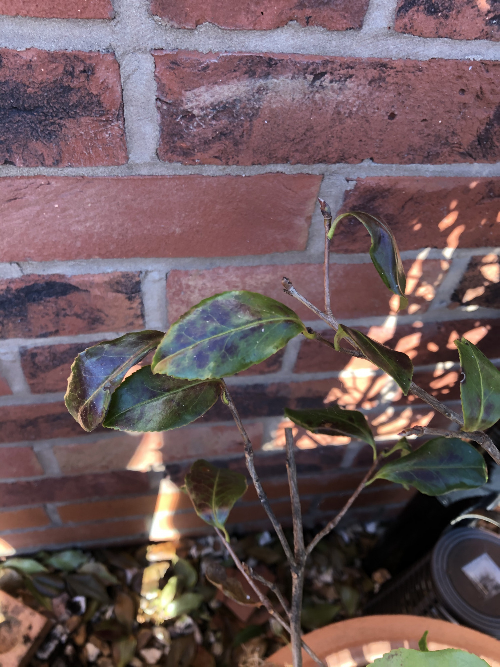 Camellia Problems — BBC Gardeners' World Magazine