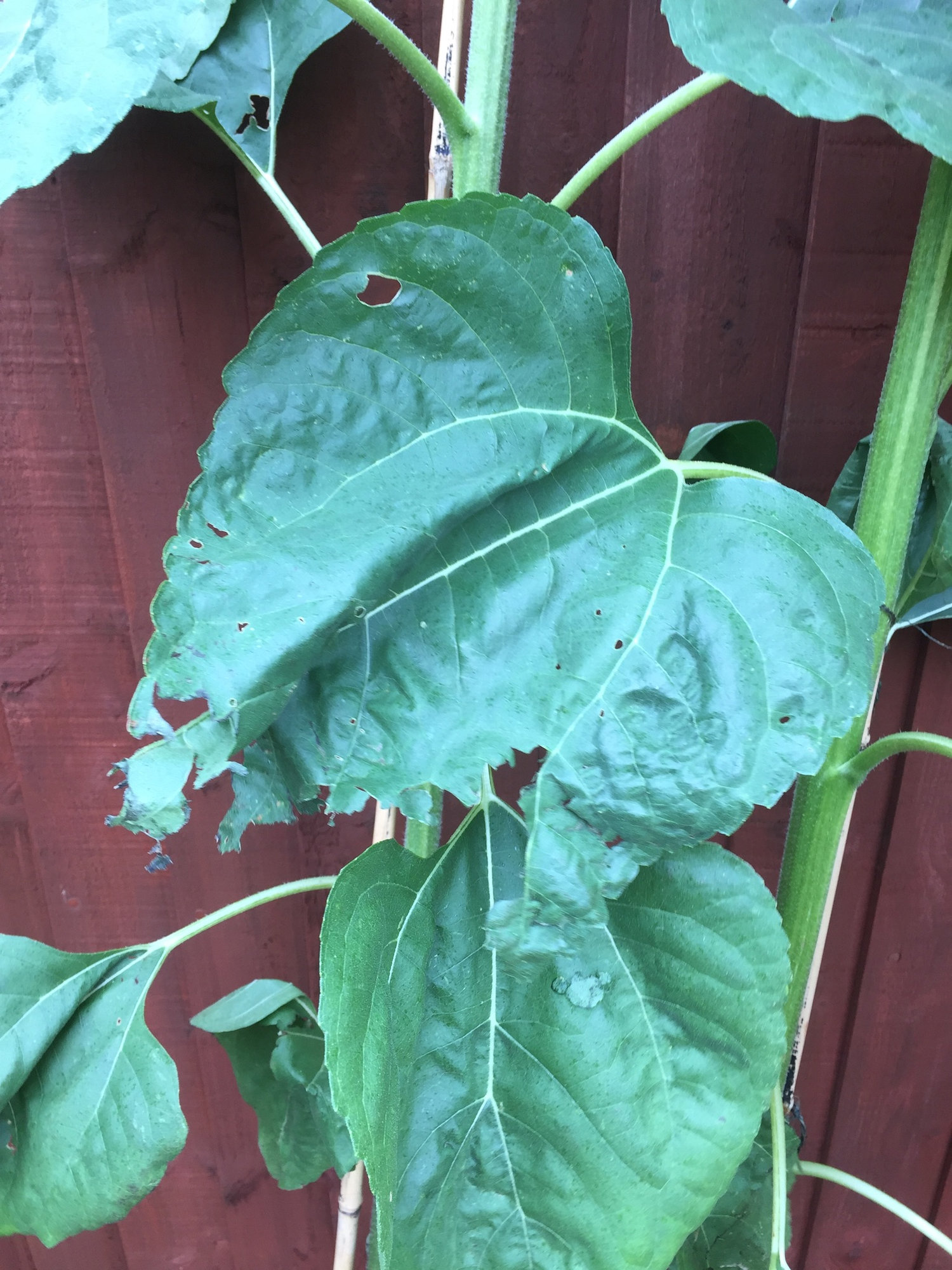 Help with Sunflower what's eating my leaves — BBC Gardeners' World Magazine