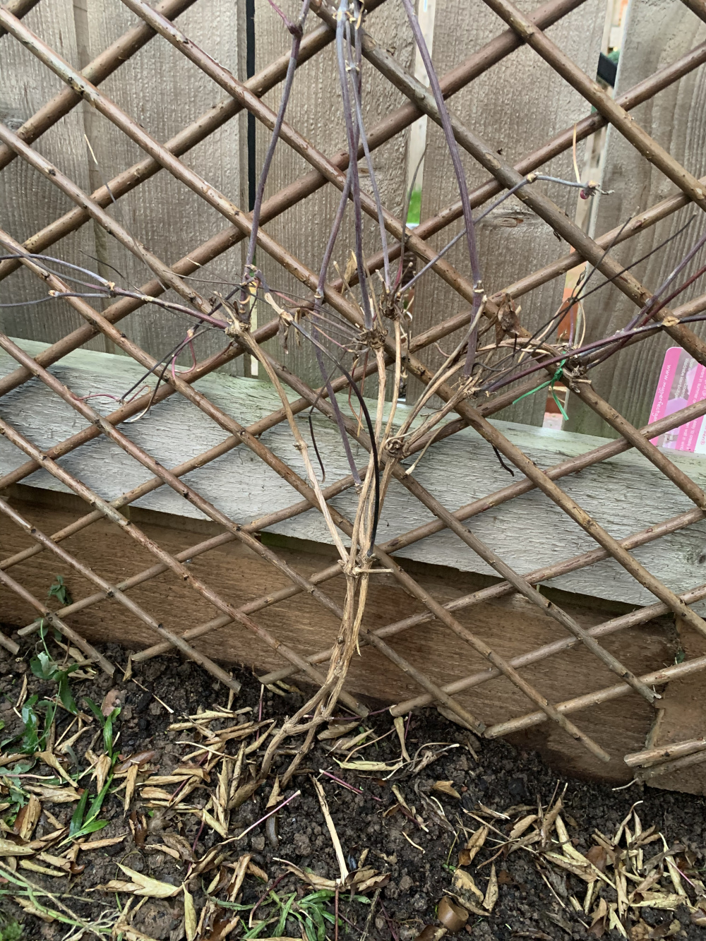 Is my clematis Montana dead? — BBC Gardeners' World Magazine
