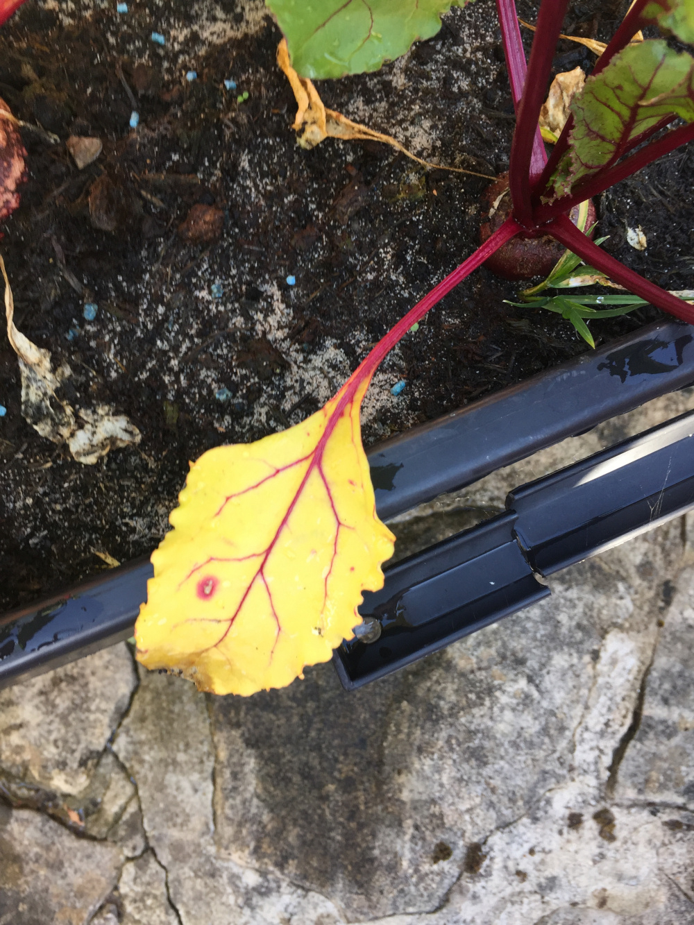 Beetroot leaves turning yellow — BBC Gardeners' World Magazine