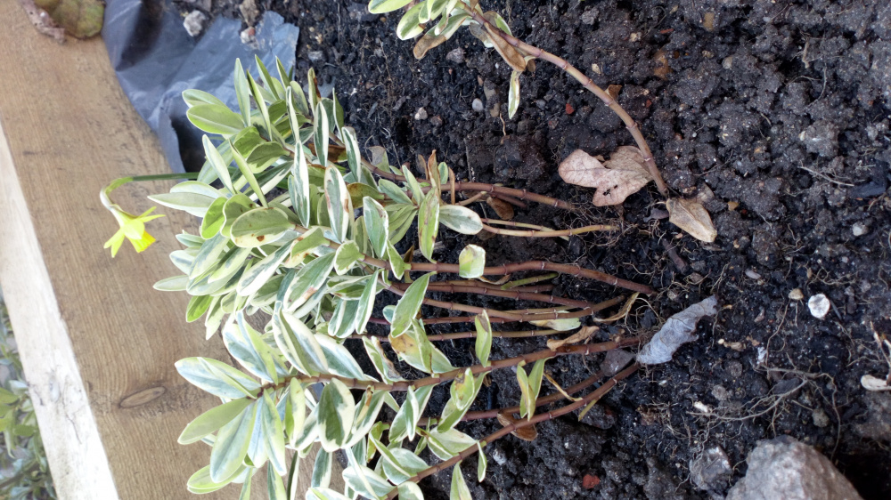 Hebe buds / pruning — BBC Gardeners' World Magazine