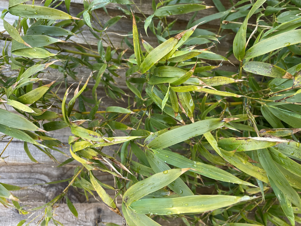 Worried about my bamboo — BBC Gardeners' World Magazine