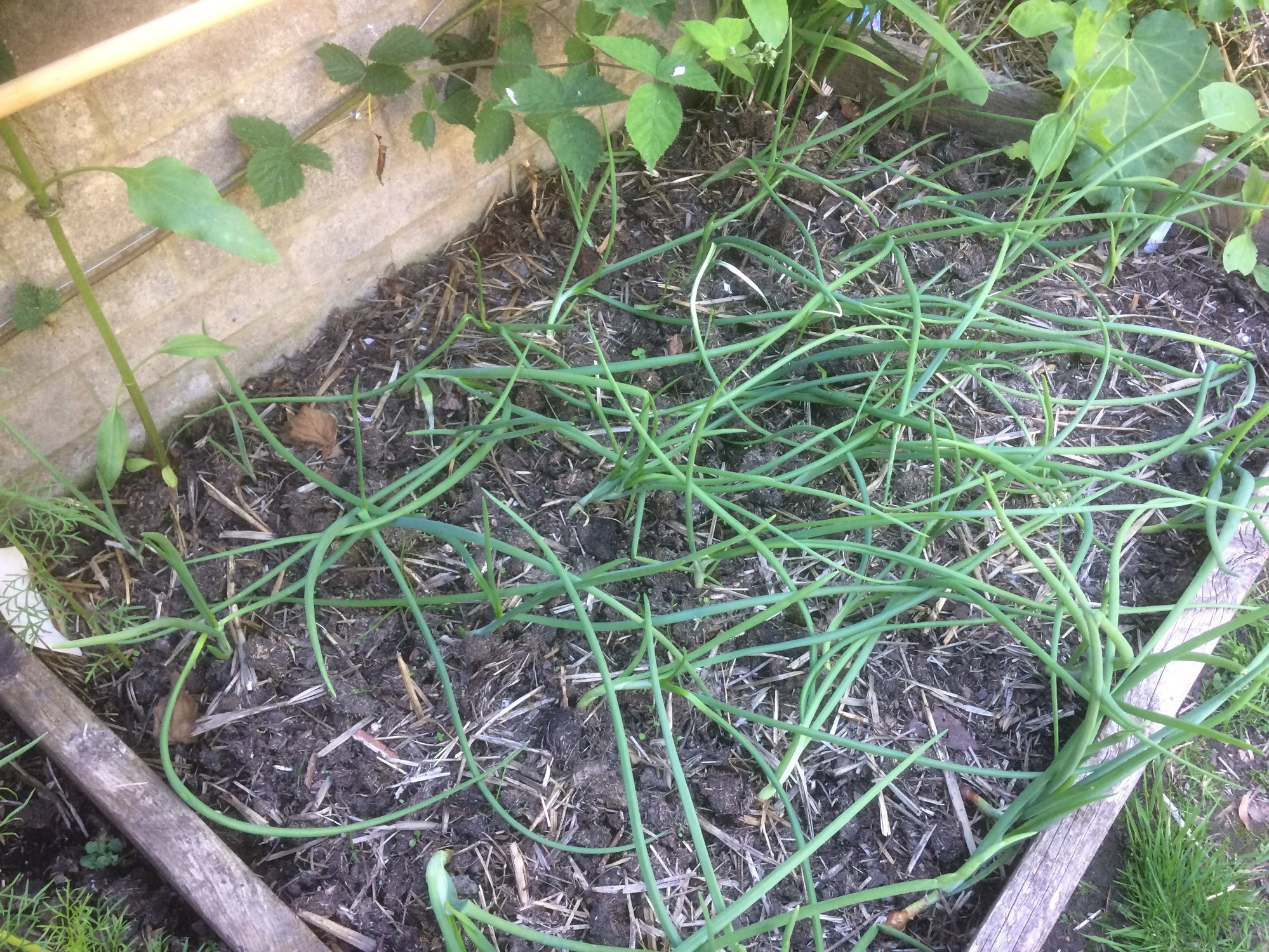 Onion stems falling over — BBC Gardeners' World Magazine