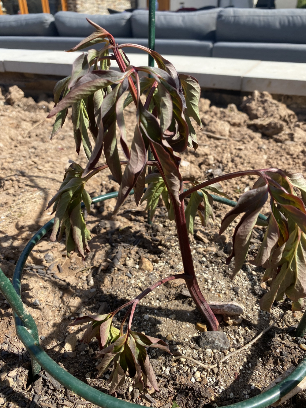 Is this peony wilt? Or something else... — BBC Gardeners' World Magazine
