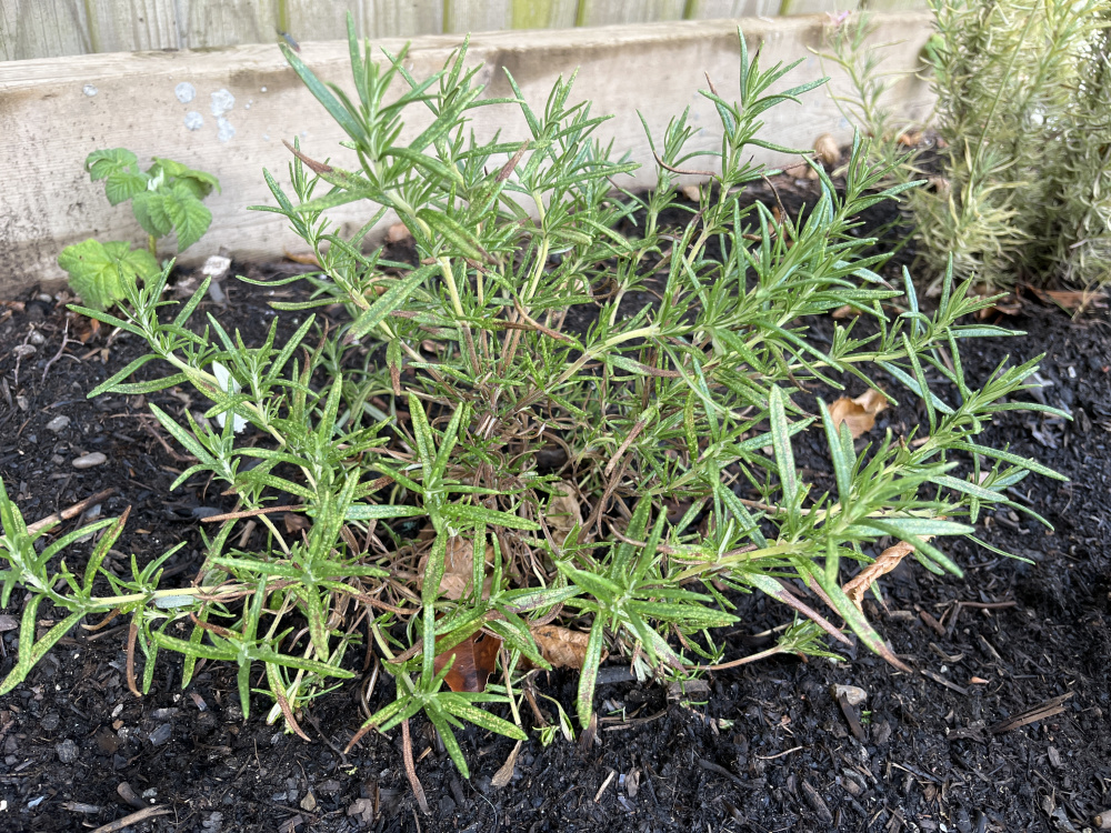 Rosemary problems — BBC Gardeners' World Magazine