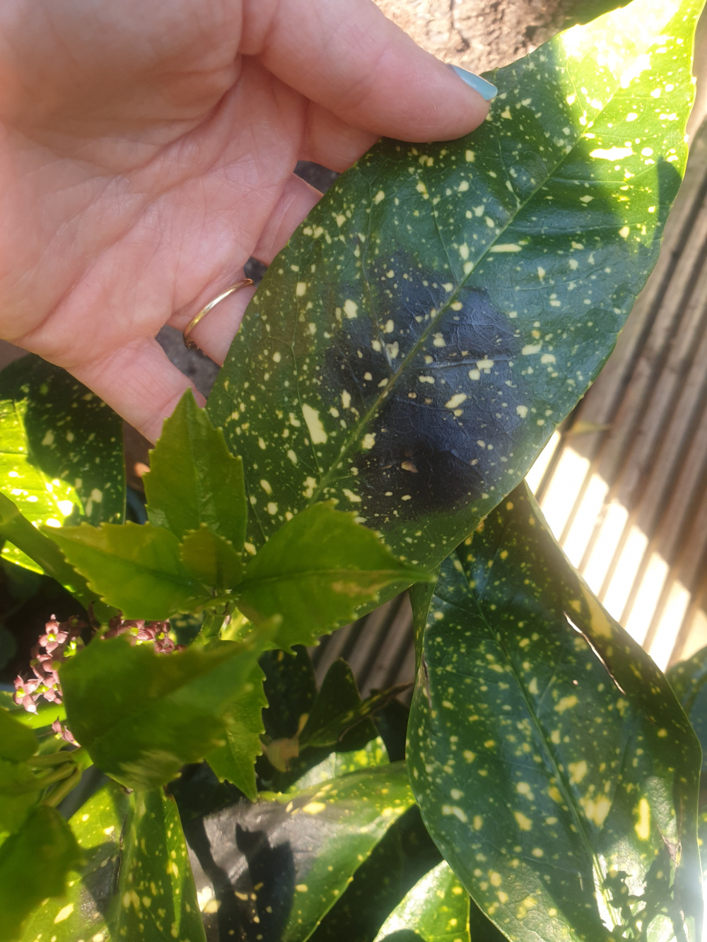 Spotted laurel leaves turning black — BBC Gardeners' World Magazine