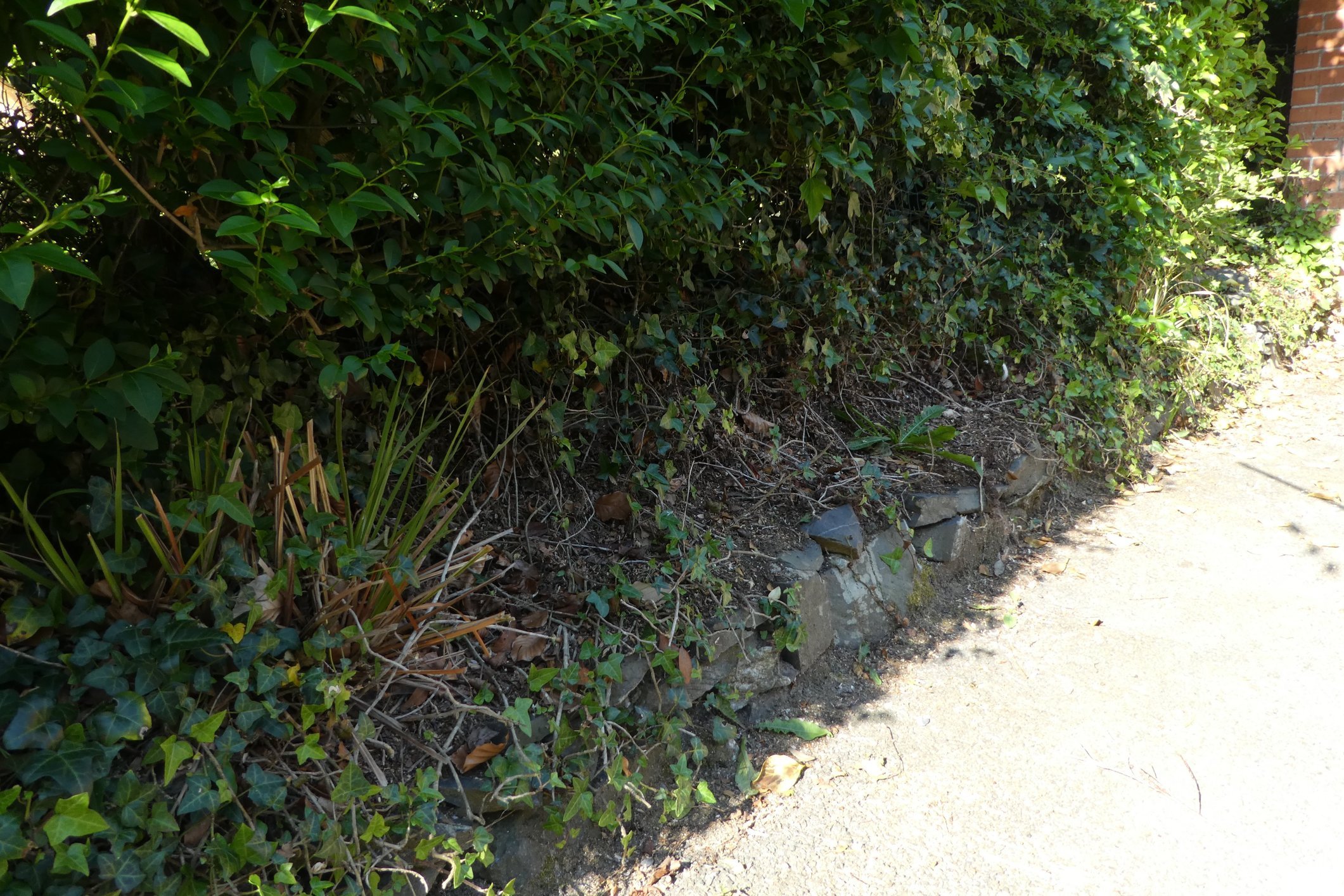 What to plant under hedge — BBC Gardeners' World Magazine