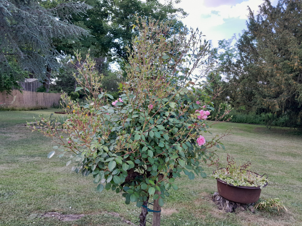 Standard roses — BBC Gardeners' World Magazine